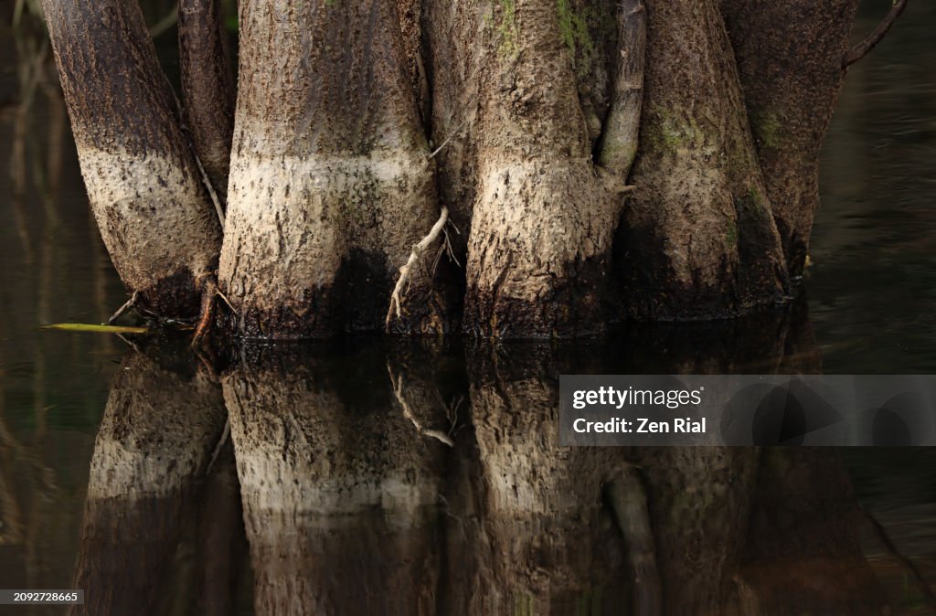 Pond Apple tree trunk with water level marks in a Florida wetland