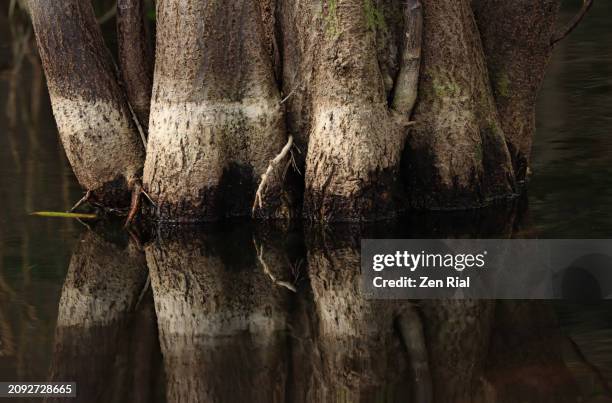 pond apple tree trunk with water level marks in a florida wetland - annona glabra stock pictures, royalty-free photos & images