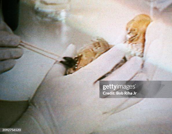 Condor Embryo The First Condor Egg Chick hatched in captivity in image taken off ...