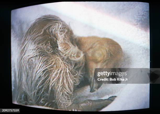 The First Condor Egg Chick hatched in captivity in image taken off video monitor inside the San Diego Zoo facility, March 31, 1983 in San Diego,...