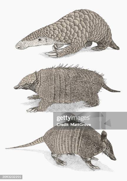 armadillo & pangolin - smuggling stock illustrations