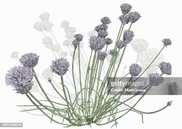 chives onion type plant - chiave stock illustrations