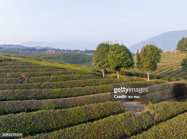 tea mountain farm - 福建省 stock pictures, royalty-free photos & images