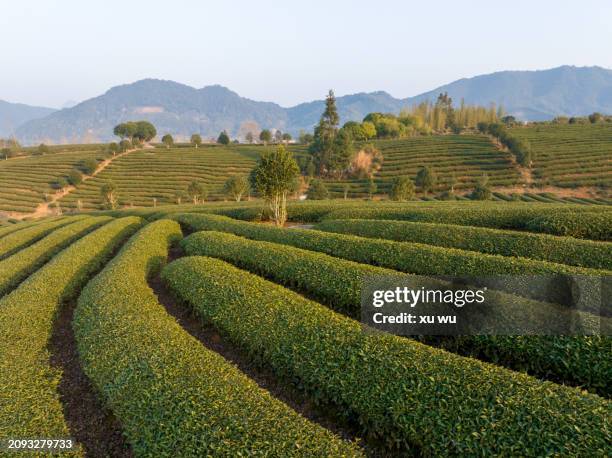 tea mountain farm - 福建省 stock pictures, royalty-free photos & images