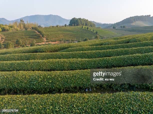tea mountain farm - 福建省 stock pictures, royalty-free photos & images