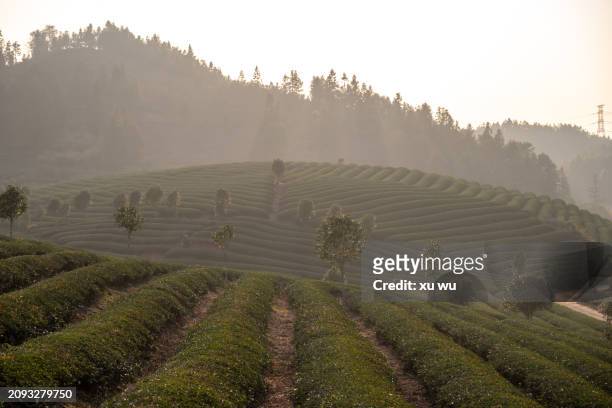 tea mountain farm - 福建省 stock pictures, royalty-free photos & images