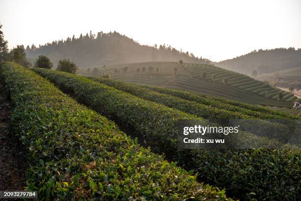 tea mountain farm - 福建省 stock pictures, royalty-free photos & images