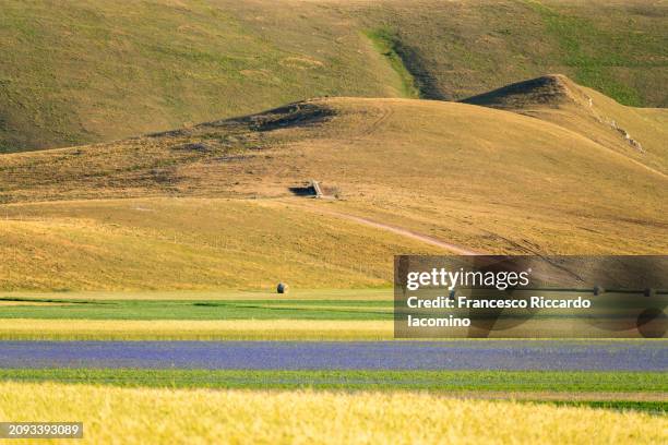 vibrant wildflowers blooming in vast meadow - castelluccio stock pictures, royalty-free photos & images