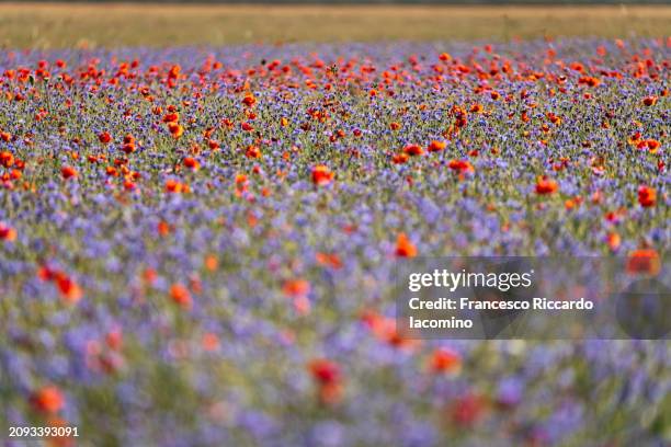 close-up of a lush field of purple and red poppies in full bloom - castelluccio stock pictures, royalty-free photos & images