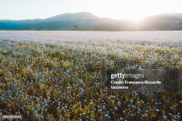 vibrant wildflowers blooming in vast meadow - castelluccio stock pictures, royalty-free photos & images