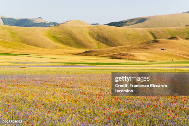 vibrant wildflowers blooming in vast meadow - castelluccio stock pictures, royalty-free photos & images