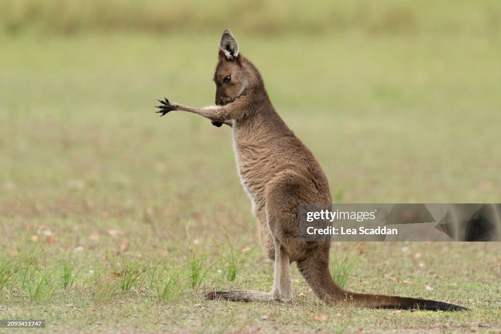 Kangaroo preening