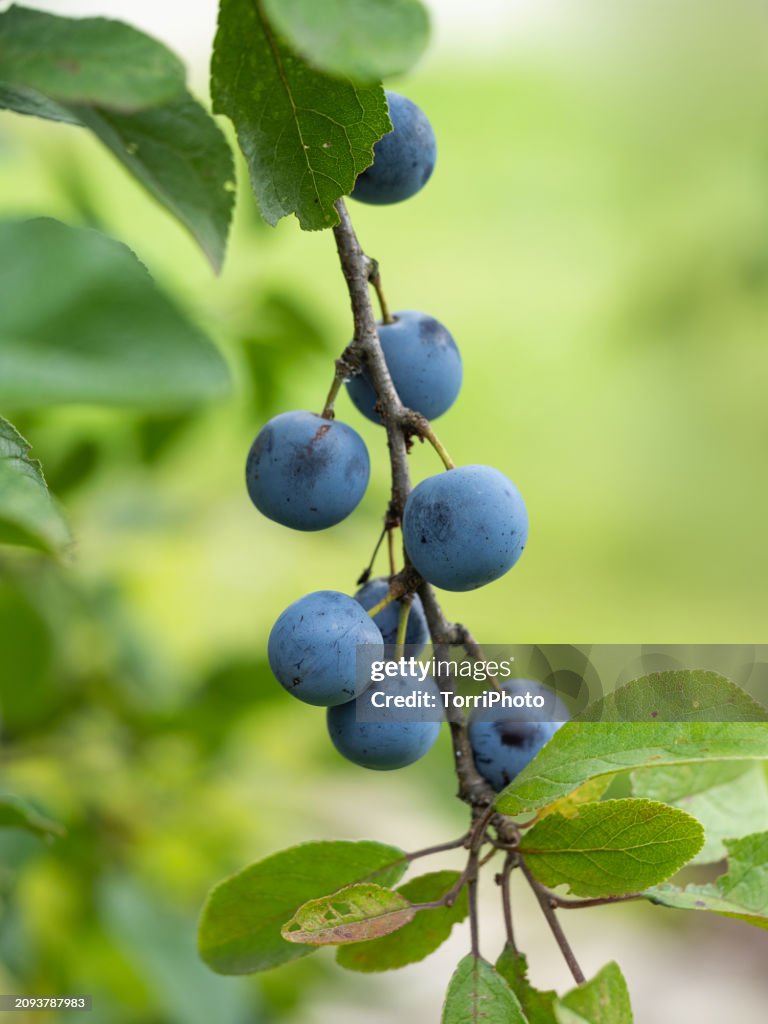 Ripe small blu plums on the twig. Damson plum on a tree
