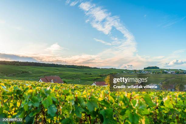 village of the vineyard - charente stock pictures, royalty-free photos & images