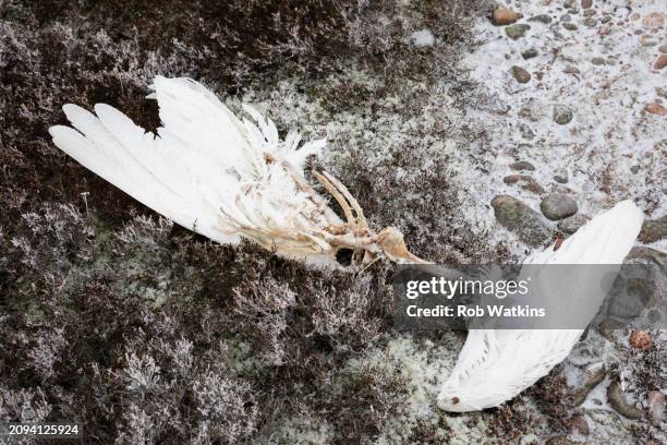 dead white swan carcass in brutal cold weather on remote jurmo island in the turku archipelago baltic sea finland - dead animal stock pictures, royalty-free photos & images