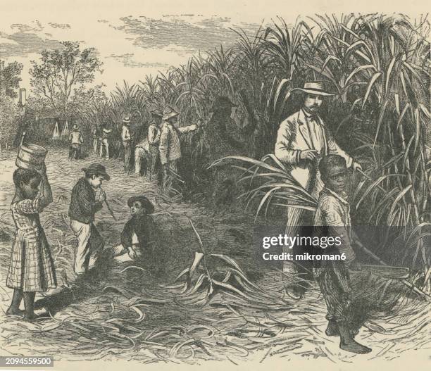 old engraved illustration of slaves at work on a sugar plantation - sklaverei stock-fotos und bilder