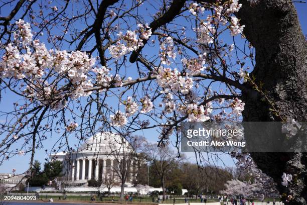 Cherry trees are at full bloom at the Tidal Basin on March 18, 2024 in Washington, DC. The National Park Service announced that it will begin to cut...