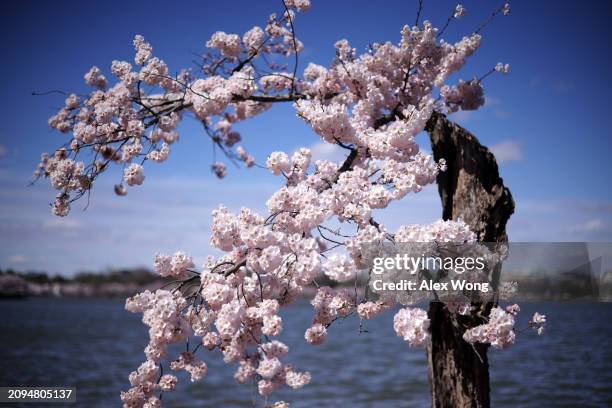 The Cherry tree nicknamed "Stumpy" is in full bloom at the Tidal Basin on March 18, 2024 in Washington, DC. The National Park Service announced that...