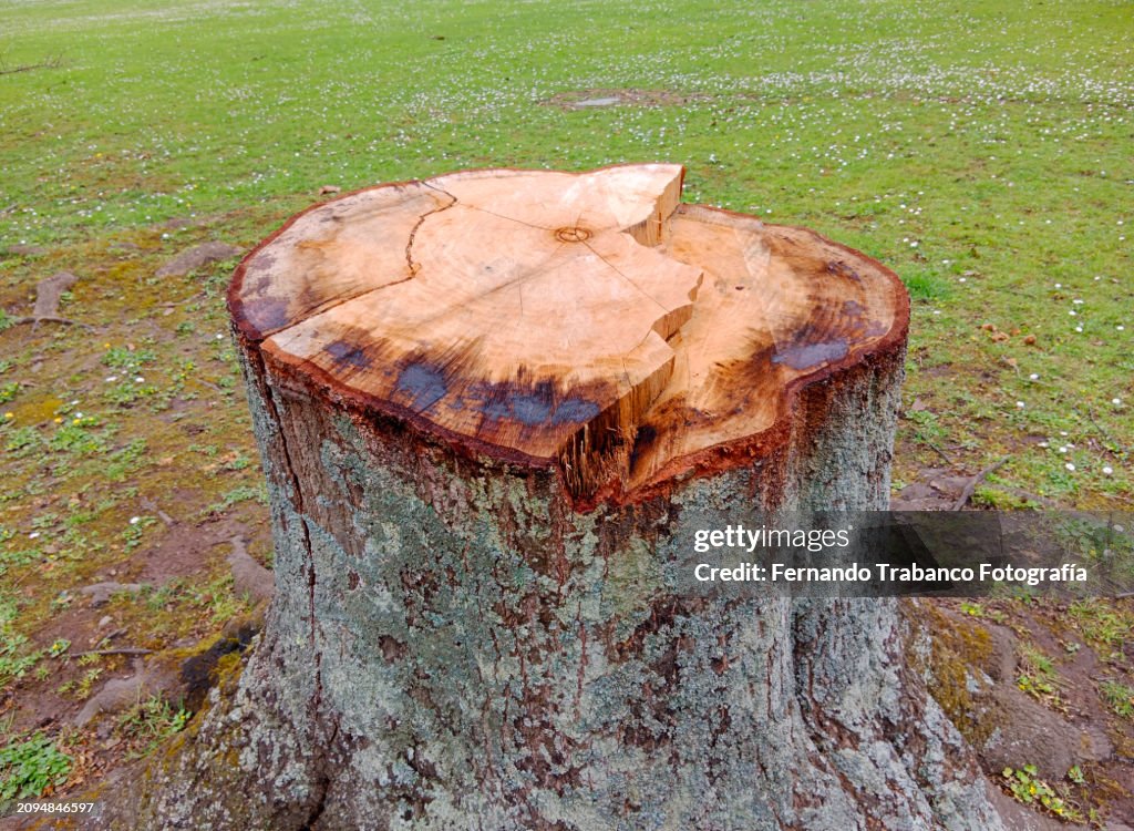 Cut tree trunk