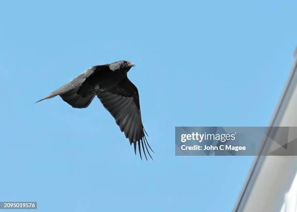 Common Crow In Flight 4,030 Crow In Flight Stock Photos, High-Res Pictures, and Images ...