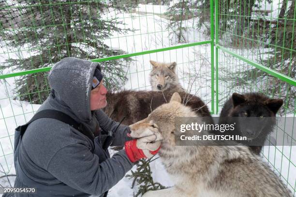 Les coulisses du tournage du film animalier "Kina & Yuk" de Guillaume MAIDATCHEVSKY : un dresseur ou "imprégnateur" posant aux côtés des loups dans...