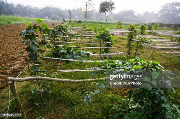 Lablab purpureus, also known by various names such as bonavista bean, Indian bean, dolichos bean, Egyptian kidney bean, field bean, hyacinth bean,...