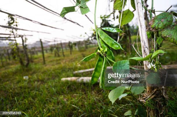 Lablab purpureus, also known by various names such as bonavista bean, Indian bean, dolichos bean, Egyptian kidney bean, field bean, hyacinth bean,...