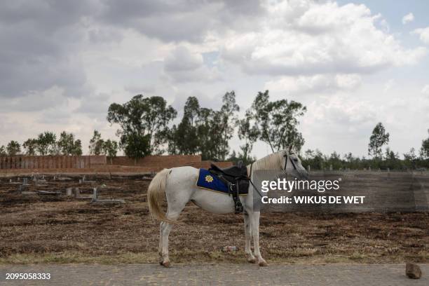 Horse of a member of the mounted unit of the South African Police Service stands at the Phelindaba Cemetery in Sharpeville on March 21, 2024.