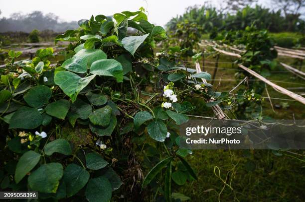 Lablab purpureus, also known by various names such as bonavista bean, Indian bean, dolichos bean, Egyptian kidney bean, field bean, hyacinth bean,...