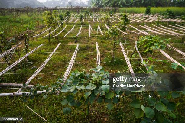 Lablab purpureus, also known by various names such as bonavista bean, Indian bean, dolichos bean, Egyptian kidney bean, field bean, hyacinth bean,...