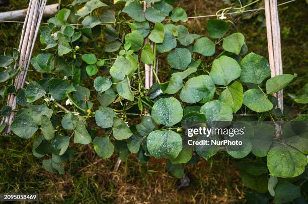 Lablab purpureus, also known by various names such as bonavista bean, Indian bean, dolichos bean, Egyptian kidney bean, field bean, hyacinth bean,...