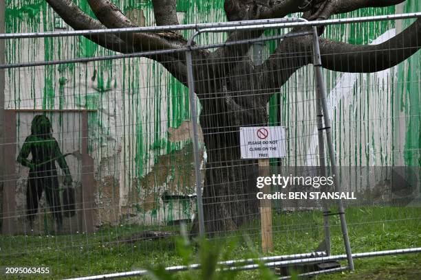 Newly erected fence protects a Banksy artwork, a stencil of a person having spray painted tree foliage onto a wall behind a leafless tree, near...