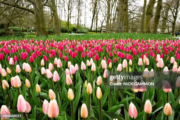 This photograph taken on March 21, 2024 shows tulips at the Keukenhof gardens in Lisse, western Netherlands, on March 21 after the world's biggest...