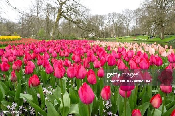 This photograph taken on March 21, 2024 shows tulips at the Keukenhof gardens in Lisse, western Netherlands, on March 21 after the world's biggest...