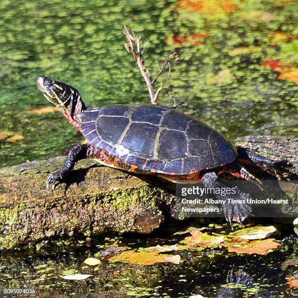 An Eastern painted turtle basks in the warm autumn sun in a remnant of the old Erie Canal at the Vischer Ferry Nature and Historic Preserve Friday...