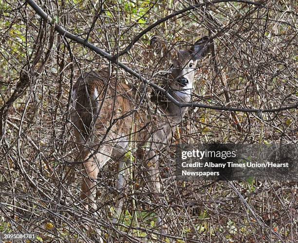 White-tailed deer in the brush along Route 787 Wednesday Nov. 7, 2018 in Menands, NY.