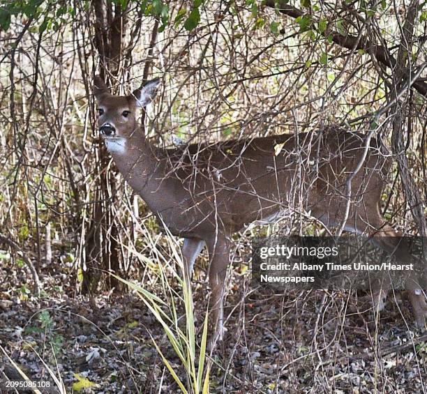 White-tailed deer in the brush along Route 787 Wednesday Nov. 7, 2018 in Menands, NY.