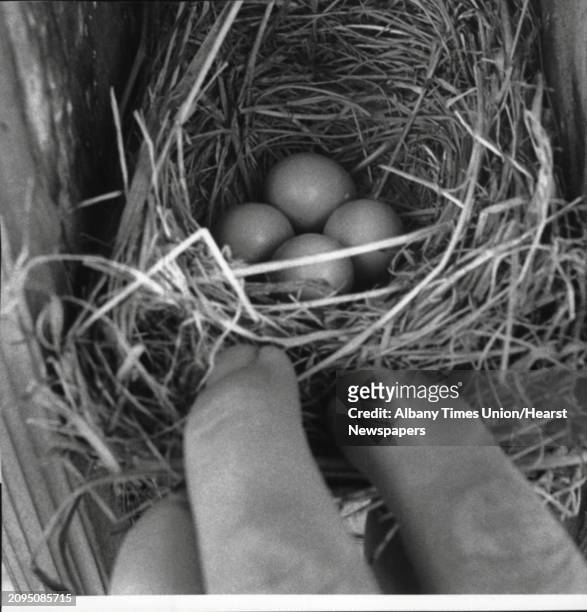 Niskayuna, New York - Bluebird eggs in bird box on grounds of General Electric Research & Development Center - birds, misc. July 17, 1991