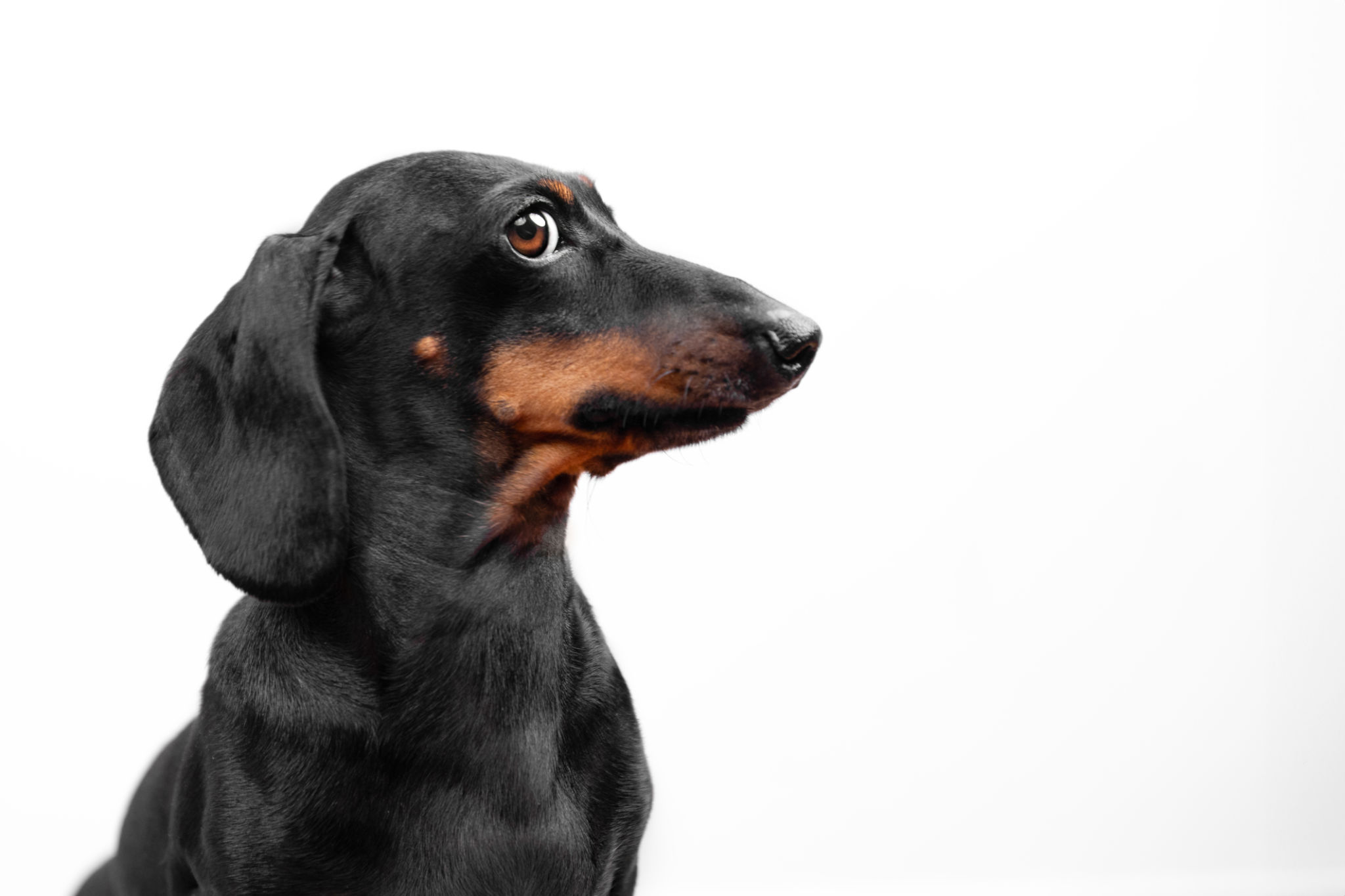 dog facial expression