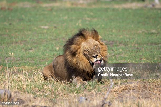 male lion licking his paw - male feet on face stock-fotos und bilder