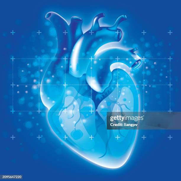 ilustraciones, imágenes clip art, dibujos animados e iconos de stock de human heart - ventrículo izquierdo