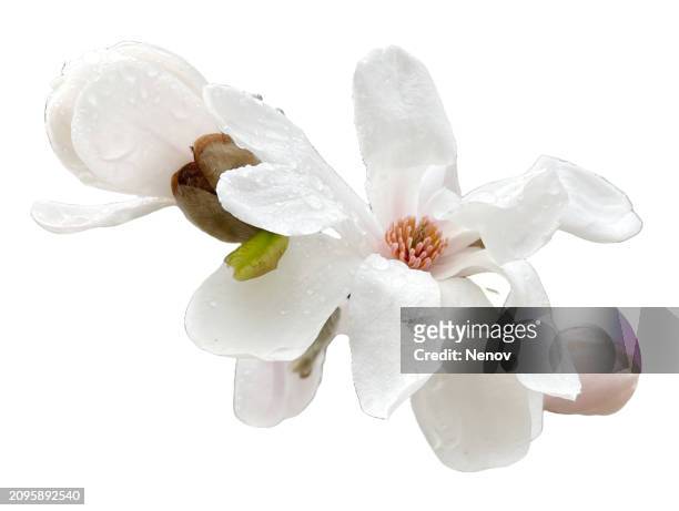 magnolia loebneri merrill isolated on white background - buds stock pictures, royalty-free photos & images