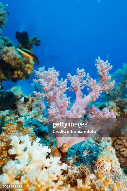 coral reef  propagated prickly alcyonarian - dendronephthya sp.   soft coral scuba diving  underwater sea life  sea blooming - gorgonia sp stock pictures, royalty-free photos & images