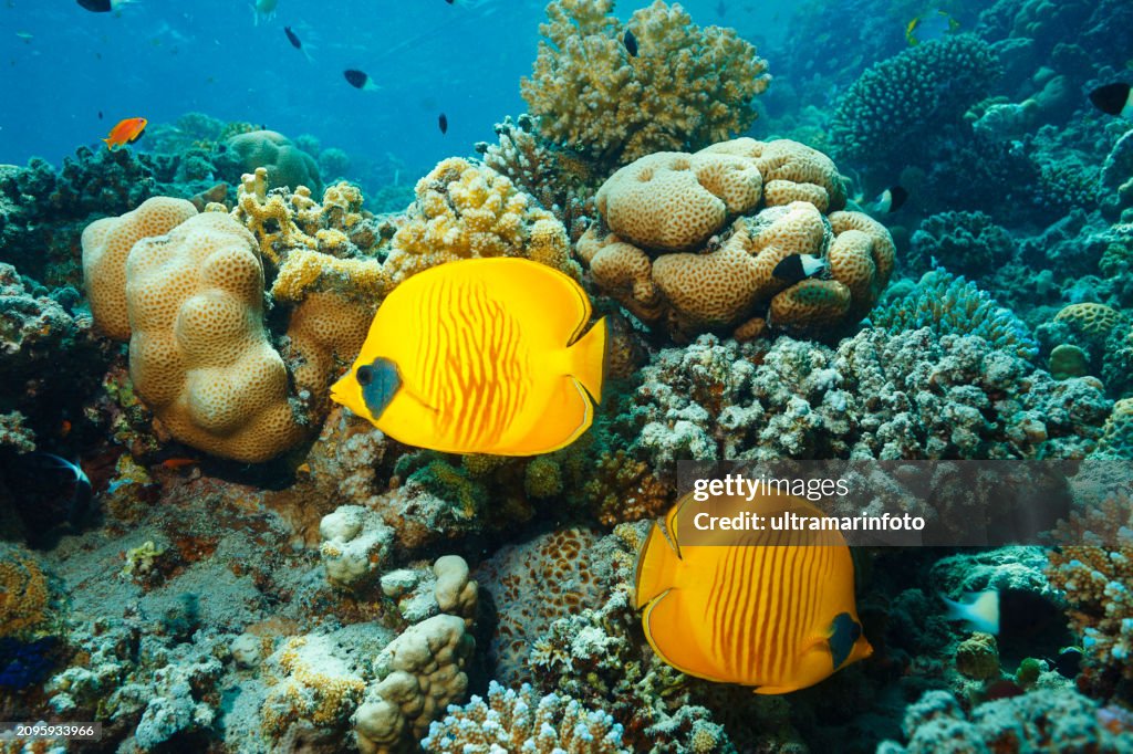 Maskierter Falterfisch Fischpaar Unterwasserleben Korallenriff Unterwasserfoto Taucher Standpunkt