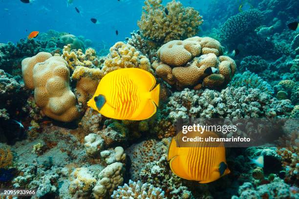 masked butterflyfish fish couple underwater sea life coral reef underwater photo scuba diver point of view - butterflyfish stock pictures, royalty-free photos & images
