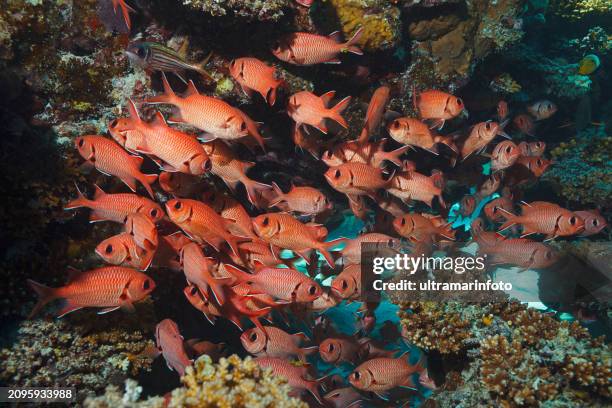 school of fish,   whiteedged soldierfish   underwater scene with coral and  fish   scuba diver point of view, sea life. - soldierfish stock pictures, royalty-free photos & images