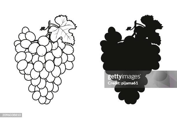 black and white grapes isolated on white background. - grape bunch stock illustrations