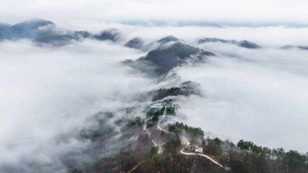 CHN: Tea Garden Enveloped By Morning Mist In Ankang