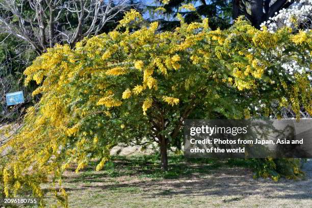 acacia baileyana / cootamundra waffle: evergreen shrub, adoned with spreading, weeping branches, leaves and yellow flowers - blütentraube stock-fotos und bilder