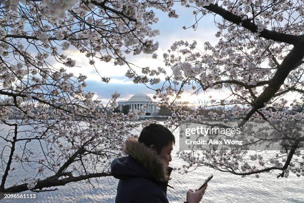 Visitors enjoy cherry trees in full bloom at the Tidal Basin on March 19, 2024 in Washington, DC. The National Park Service announced that it will...